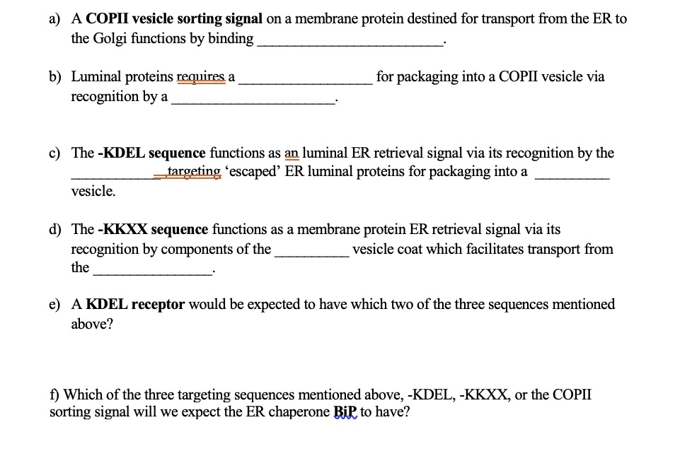 a) A COPII vesicle sorting signal on a membrane protein destined for transport from the ER to the Golgi functions by binding .

b) Luminal proteins requires a  for packaging into a COPII vesicle via recognition by a .

c) The -KDEL sequence functions as an luminal ER retrieval signal via its recognition by the , targeting ‘escaped’ ER luminal proteins for packaging into a  vesicle.

d) The -KKXX sequence functions as a membrane protein ER retrieval signal via its recognition by components of the  vesicle coat which facilitates transport from the .

e) A KDEL receptor would be expected to have which two of the three sequences mentioned above?



f) Which of the three targeting sequences mentioned above, -KDEL, -KKXX, or the COPII sorting signal will we expect the ER chaperone BiP to have?