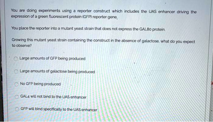 SOLVED You Are Doing Experiments Using Reporter Construct Which Includes The UAS Enhancer