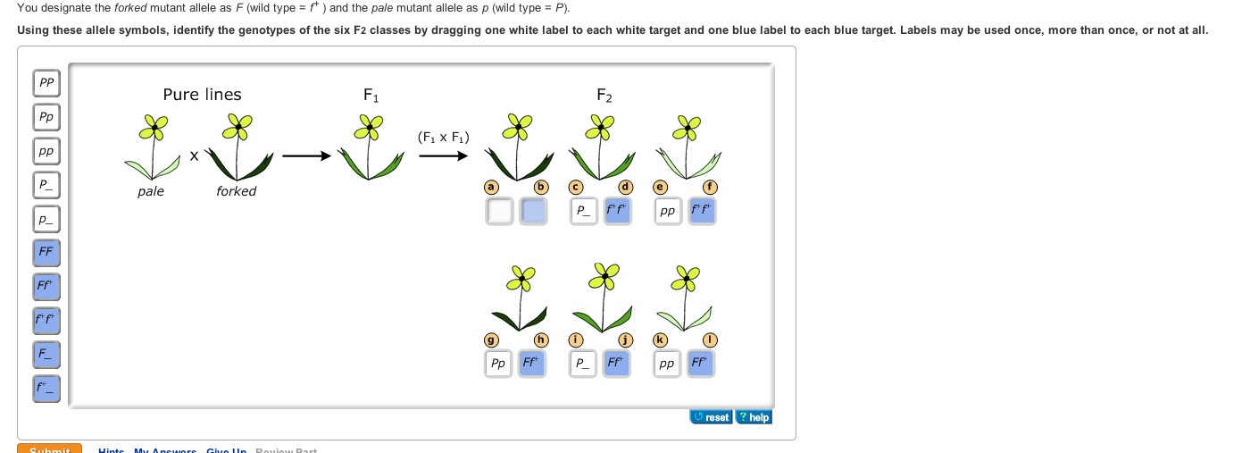 You Designate The Forked Mutant Allele As F Wild Type F And The