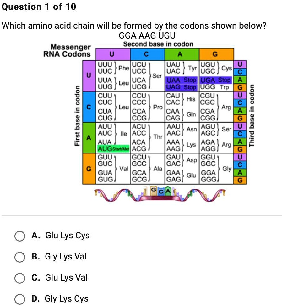 SOLVED 'Which amino acid chain will be formed by the condons shown