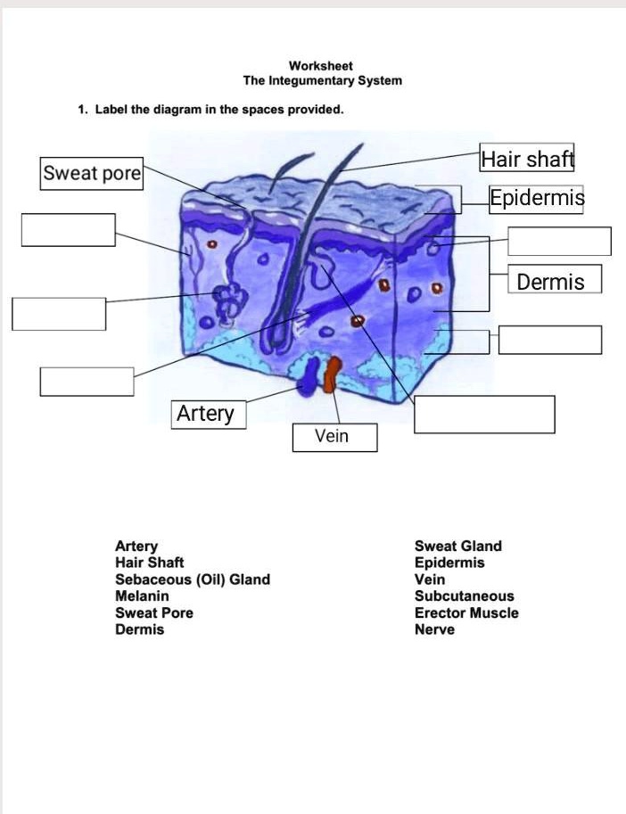 Solved: Worksheet The Integumentary System Label The Diagram In The 