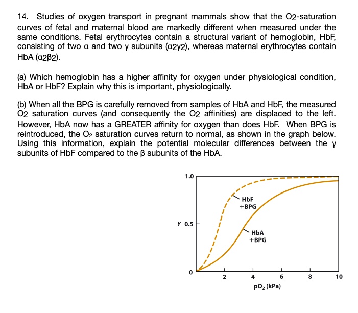 SOLVED 14 Studies of oxygen transport in pregnant mammals show that