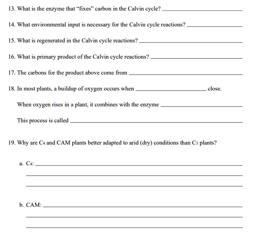 solved-13-what-is-the-enzyme-that-fixes-carbon-in-the-calvin-cycle