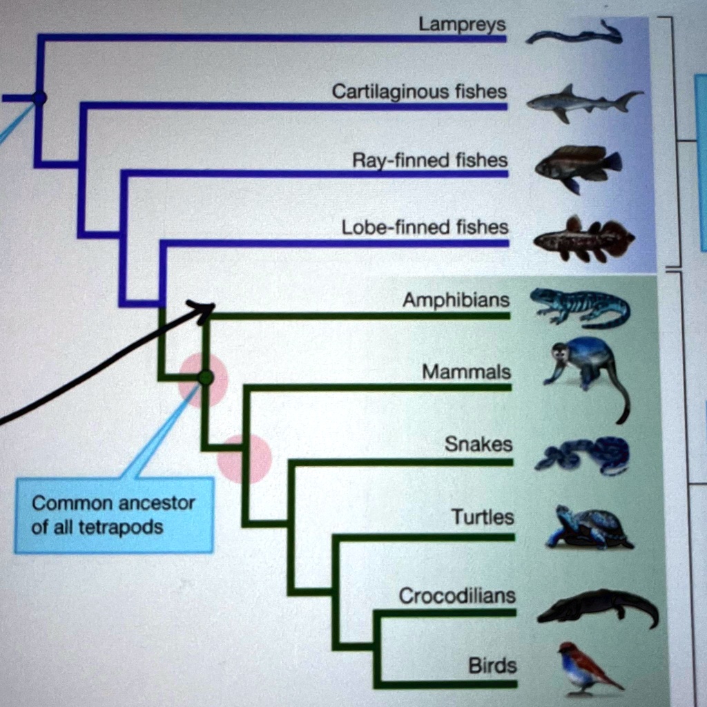 SOLVED According to the evolutionary tree of fishes and tetrapods we