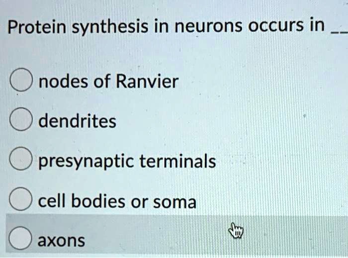 SOLVED Protein synthesis in neurons occurs in nodes of Ranvier
