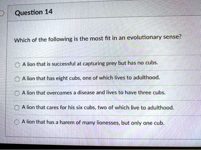 Which of the following is the most fit in an evolutionary sense?

A lion that is successful at capturing prey but has no cubs.
A lion that has eight cubs, one of which lives to adulthood.
A lion that overcomes a disease and lives to have three cubs.
A lion that cares for his six cubs, two of which live to adulthood.
A lion that has a harem of many lionesses, but only one cub.