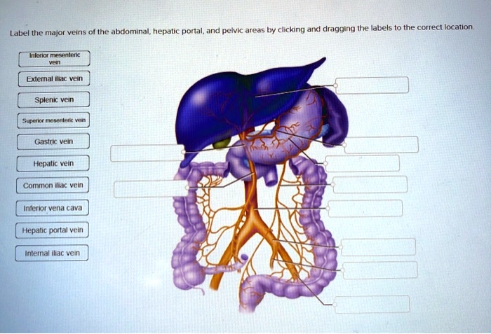 Solved Label The Major Veins Of The Abdominal Hepatic Portal And Pelvic Areas By Clicking And