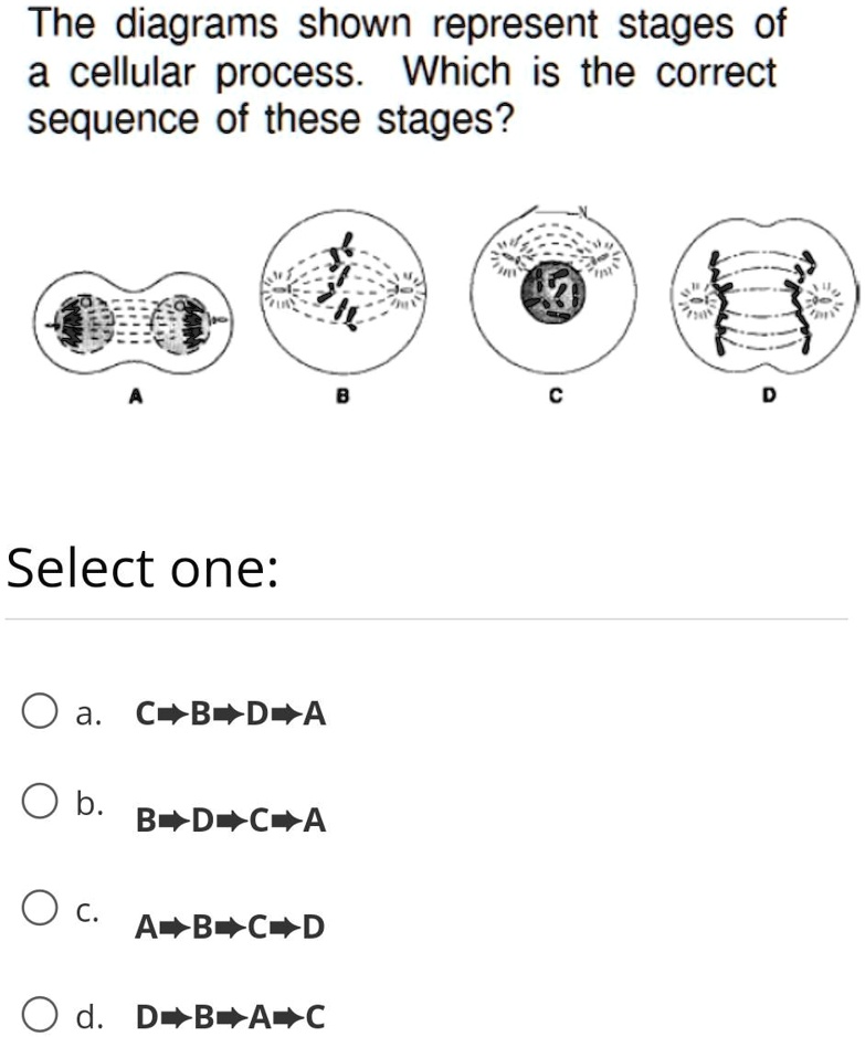 SOLVED: The Diagrams Shown Represent Stages Of A Cellular Process ...