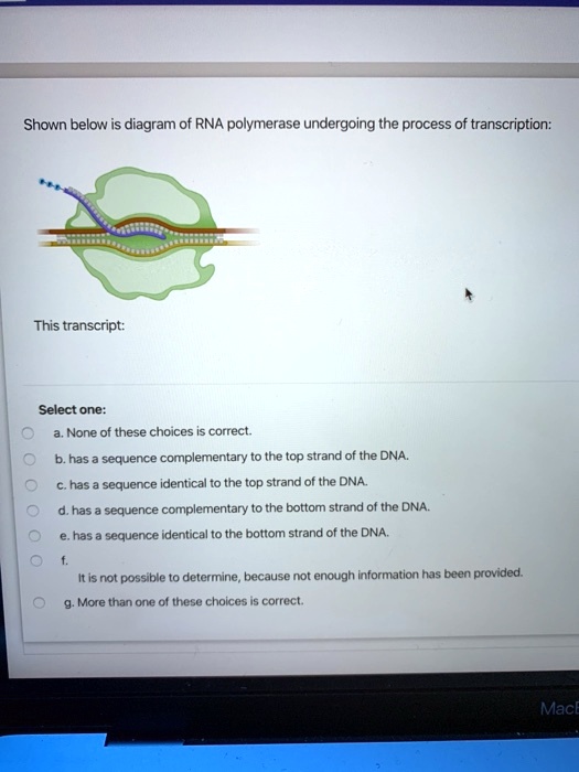 shown below is diagram of rna polymerase undergoing the process of ...