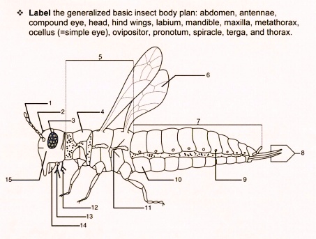 SOLVED: Number or identify the body parts in the list Label the ...