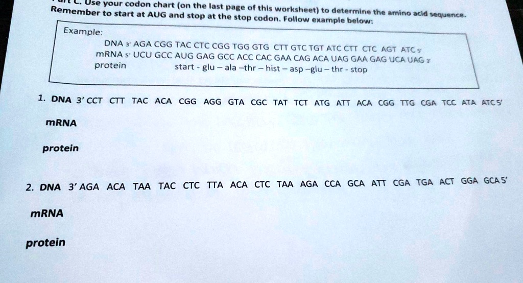 SOLVED Remember to use your codon chart (on the last page of this