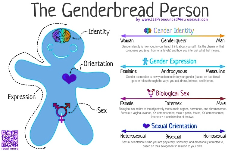 The Genderbread Person by www.ItsPronouncedMetrosexual.com

Identity
Gender Identity
Woman Genderqueer Man
Gender identity is how you, in your head, think about yourself. It's the chemistry that composes you (e.g., hormonal levels) and how you interpret what that means.

Orientation
Gender Expression
Feminine Androgynous Masculine
Gender expression is how you demonstrate your gender (based on traditional gender roles) through the ways you act, dress, behave, and interact.

Expression
Biological Sex
Female Intersex Male
Biological sex refers to the objectively measurable organs, hormones, and chromosomes. Female = vagina, ovaries, XX chromosomes; male = penis, testes, XY chromosomes; intersex = a combination of the two.

Sex
Sexual Orientation
Heterosexual Bisexual Homosexual
Sexual orientation is who you are physically, spiritually, and emotionally attracted to, based on their sex/gender in relation to your own.

read more