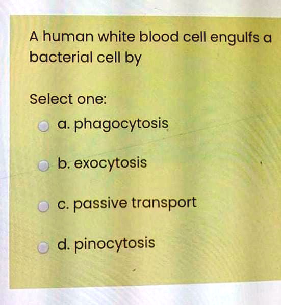 solved-a-human-white-blood-cell-engulfs-a-bacterial-cell-by-select-one