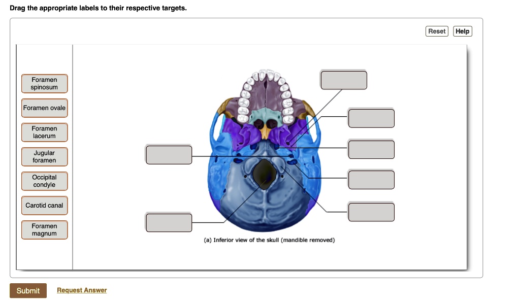 Drag the appropriate labels to their respective targets. Foramen