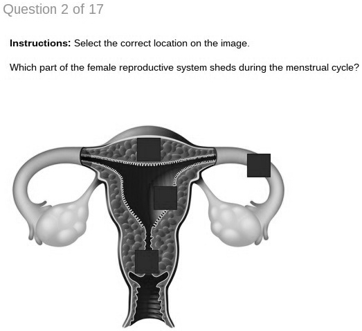 Solved Which Part Of The Female Reproductive System Sheds During The Menstrual Cycle Question 