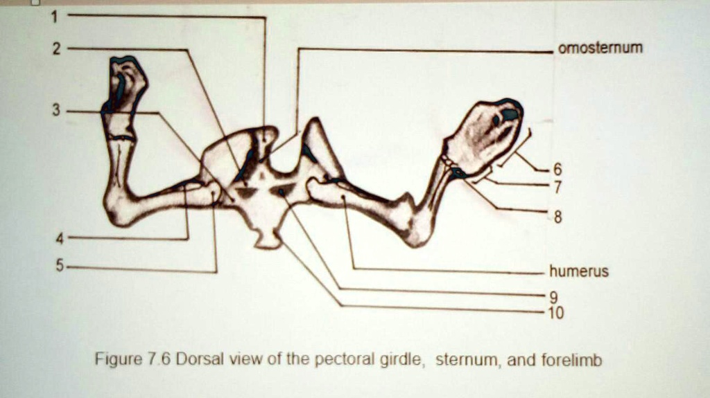 omosterum 8 humerus 9 10 figure 7 6 dorsal view of the pectoral girdle ...