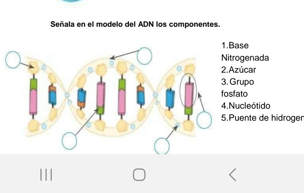 Señala en el modelo del ADN los componentes.
1.Base
Nitrogenada
2.Azúcar
3. Grupo fosfato
4.Nucleótido
5.Puente de hidroger
