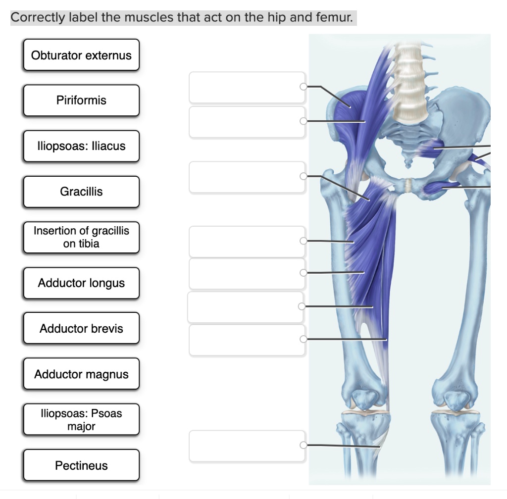 SOLVED Correctly label the muscles that act on the hip and femur