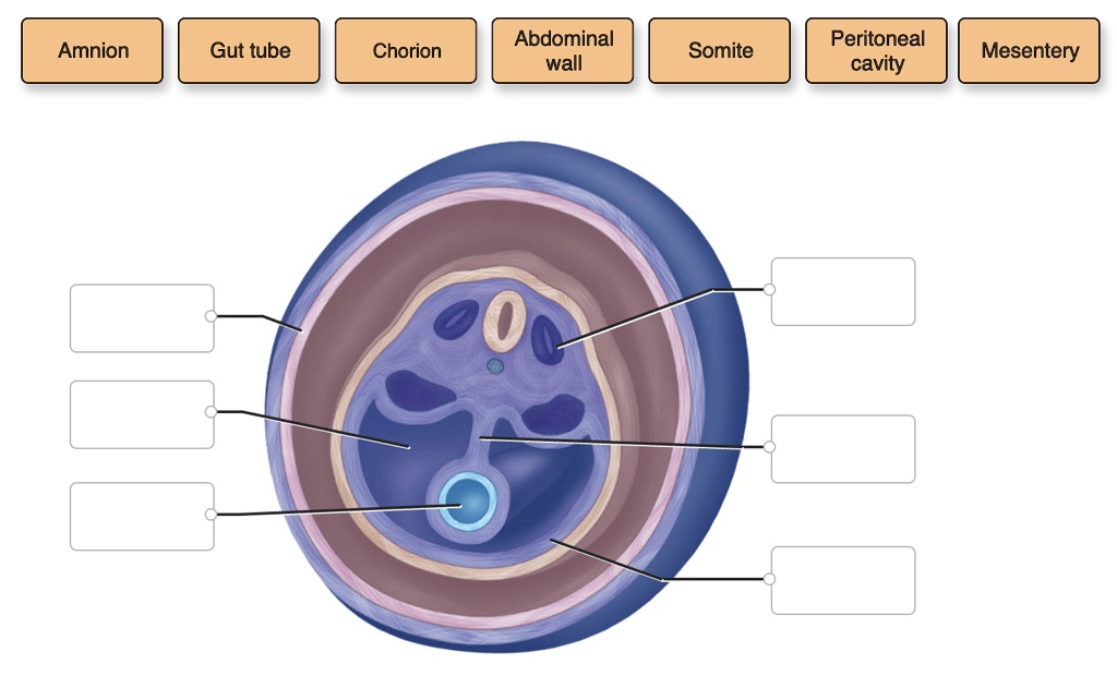 identify the anatomical structures shown in the drawing of the 4-week ...