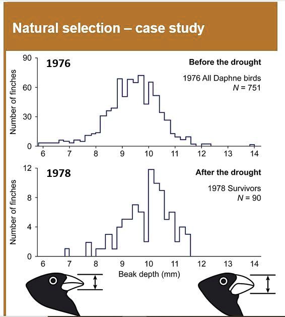 SOLVED: Below are histograms showing the frequency of beak sizes for a ...