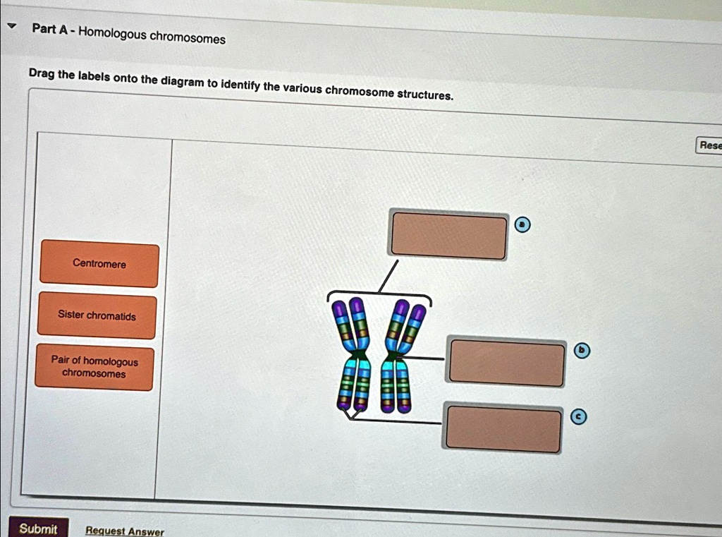 SOLVED: Part A - Homologous chromosomes Drag the labels onto the ...