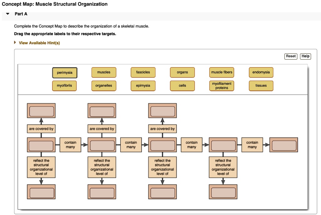 Concept Map: Muscle Structural Organization
Part A
Complete the Concept Map to describe the organization of a skeletal muscle.
Drag the appropriate labels to their respective targets.
View Available Hint(s)
perimysia
muscles
fascicles
organs
muscle fibers
endomysia
myofibrils
organelles
epimysia
cells
myofilament proteins
tissues
are covered by
reflect the structural organizational level of
contain many
are covered by
reflect the structural organizational level of
contain many
are covered by
reflect the structural organizational level of
contain many
reflect the structural organizational level of
contain many
