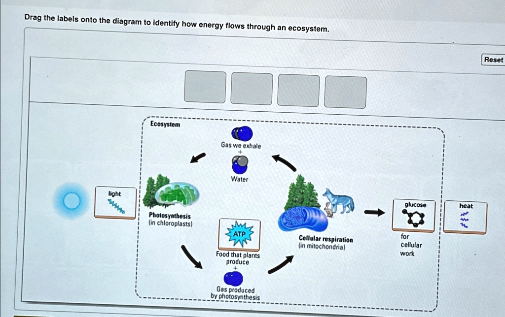 Drag the labels onto the diagram to identify how energy flows through ...