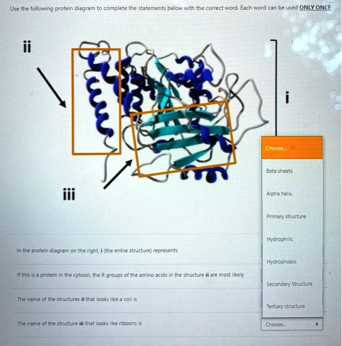 Use the following protein diagram to complete the statements below with the correct word. Each word can be used ONLY ONCE

ii
i
iii
Choose...
Beta sheets
Alpha helix
Primary structure
Hydrophilic
Hydrophobic
Secondary Structure
Tertiary structure

In the protein diagram on the right, i (the entire structure) represents

If this is a protein in the cytosol, the R groups of the amino acids in the structure ii are most likely

The name of the structures ii that looks like a coil is

The name of the structure iii that looks like ribbons is
Choose...