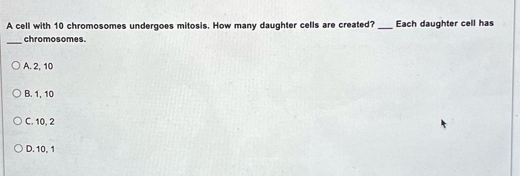 A Cell With 10 Chromosomes Undergoes Mitosis
