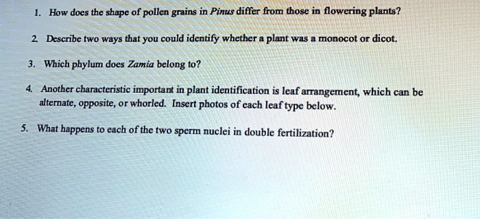how does the shape of pollen grains in pinus differ from those in flowering plants describe two ways that you could idcntify whcther plant was monocot or dicot which phylum docs zamia belong 83776