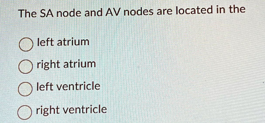 SOLVED: The SA node and AV nodes are located in the left atrium right ...