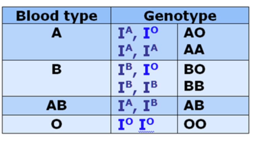 SOLVED: In humans, blood type is controlled by a gene with three ...