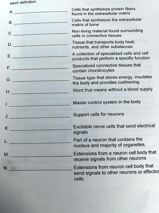 SOLVED each definition. A. Cells that synthesize protein fibers found