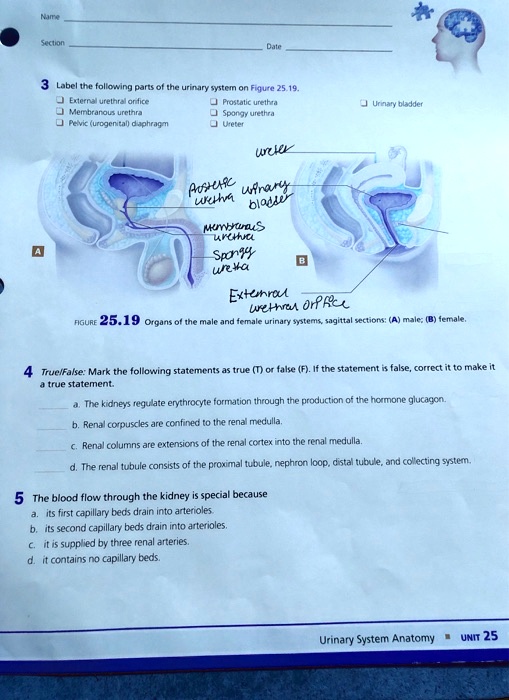 Delving into the Depths – Understanding Figure 15-3 and the Urinary System