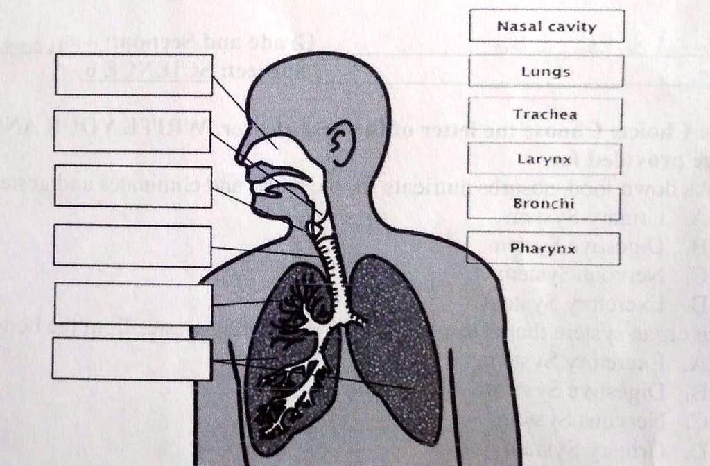 SOLVED: Identify the parts of the respiratory system. Use the choices ... Biology Diagrams