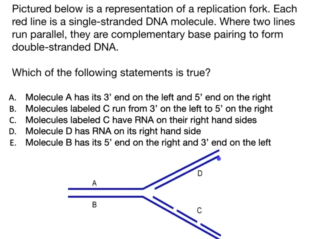 SOLVED:Pictured below is a representation of a replication fork: Each ...