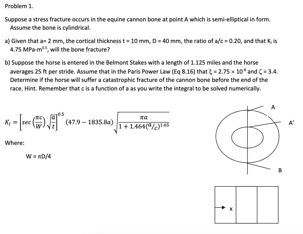 SOLVED: Problem 1. Suppose a stress fracture occurs in the equine ...