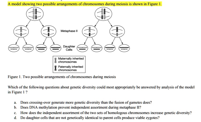 SOLVED: model showing two possible arrangements of chromosomes during ...