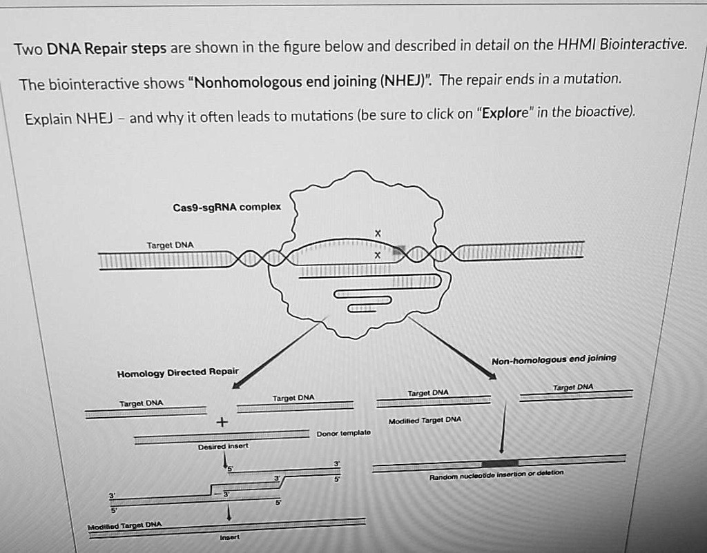 SOLVED: Two DNA Repair Steps Are Shown In The Figure Below And ...