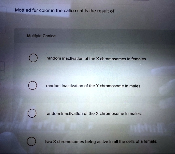 SOLVED Mottled fur color in the calico cat is the result of multiple