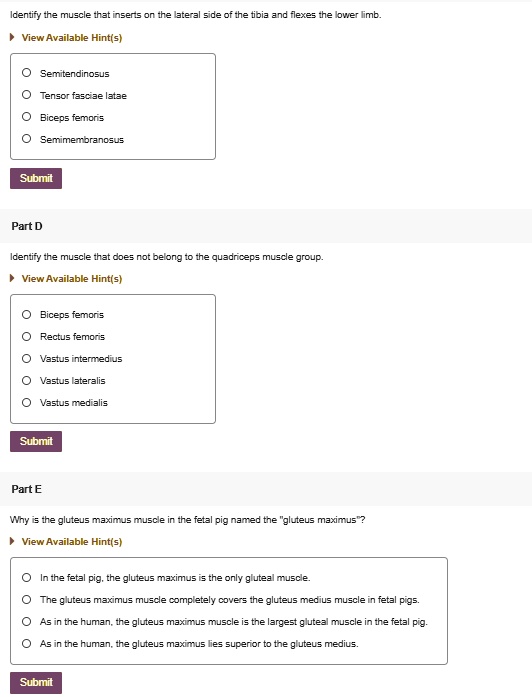 SOLVED: 73 of 77 (2 of 2) Muscles of the hind limb in fetal pig