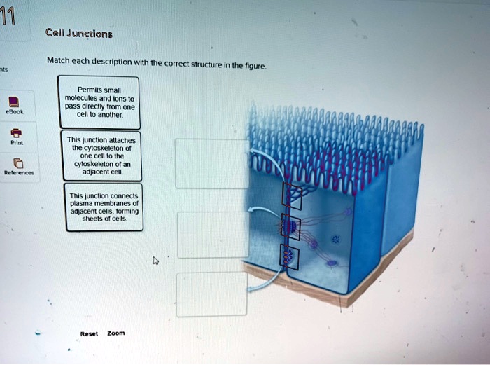 SOLVED: Cell Junctions Match each description with the correct ...