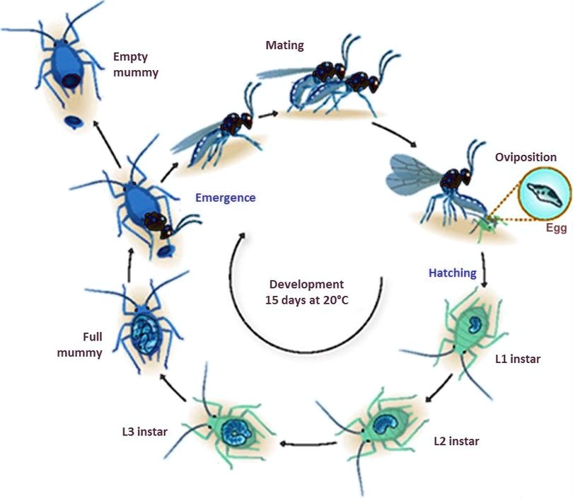 parasitoids straddle the line between parasites and predators ...