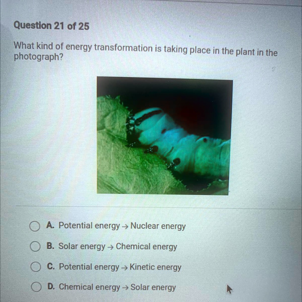 What kind of energy transformation is taking place in the plant in the photograph?
A. Potential energy ? Nuclear energy
B. Solar energy ? Chemical energy
C. Potential energy ? Kinetic energy
D. Chemical energy ? Solar energy