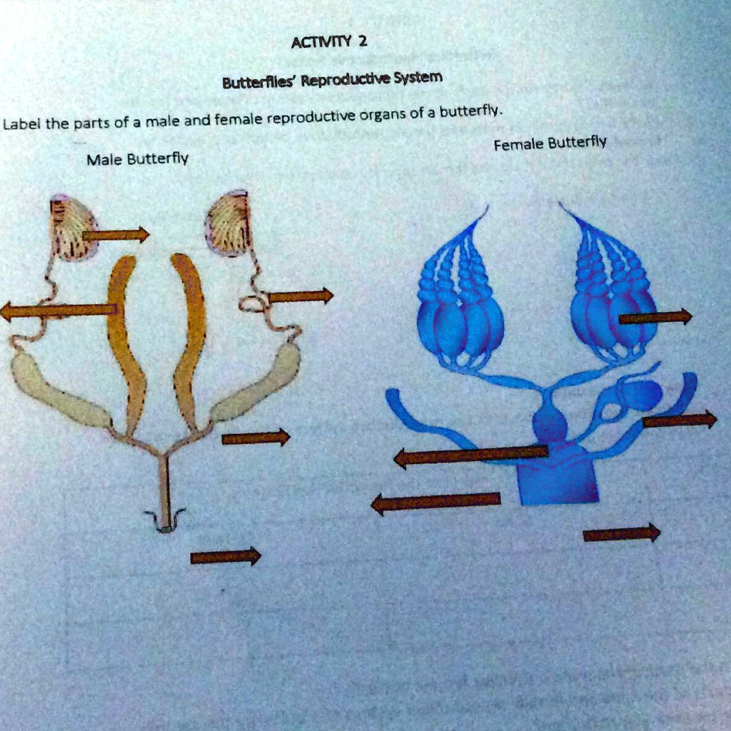 SOLVED Butterflies' Reproductive System Label the parts of the male