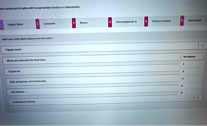 ach component of saliva with its appropriate function or characteristic.
1 Lingual lipase
2 Lysozyme
3 Mucus
4 Immunoglobulin A
5 Salivary amylase
6 Electrolytes
Match each of the options above to the items below.
Digests starch
Binds and lubricates the food bolus
Digests fat
Salts, phosphate, and bicarbonate
Kills bacteria
Antibacterial antibody