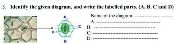 SOLVED: 'identify The Given Diagram, And Write The Labelled Parts. ( A ...