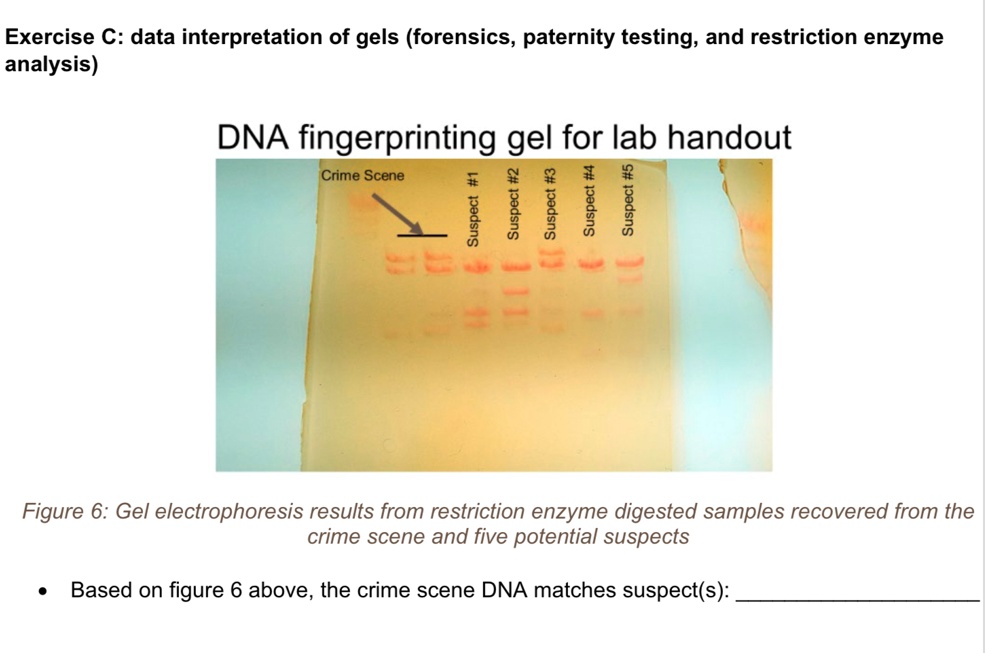 SOLVED Exercise C data interpretation of gels (forensics, paternity
