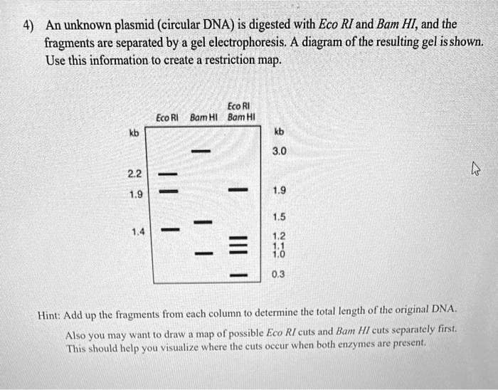 4) An unknown plasmid (circular DNA) is digested with Eco RI and Bam HI, and the fragments are separated by a gel electrophoresis. A diagram of the resulting gel is shown. Use this information to create a restriction map.

Eco RI
kb    Eco RI    Bam HI    Bam HI    kb
                          3.0       3.0
2.2    — 
1.9    —                —       1.9

1.4    —      —                 1.5
                —       —       1.2
                          —       1.1
                          —       1.0
                          —       0.3

Hint: Add up the fragments from each column to determine the total length of the original DNA.
Also you may want to draw a map of possible Eco RI cuts and Bam HI cuts separately first. This should help you visualize where the cuts occur when both enzymes are present.