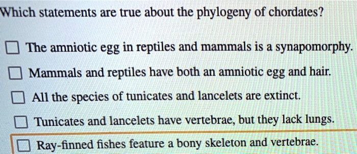 SOLVED: Which statements are true about the phylogeny of chordates? The